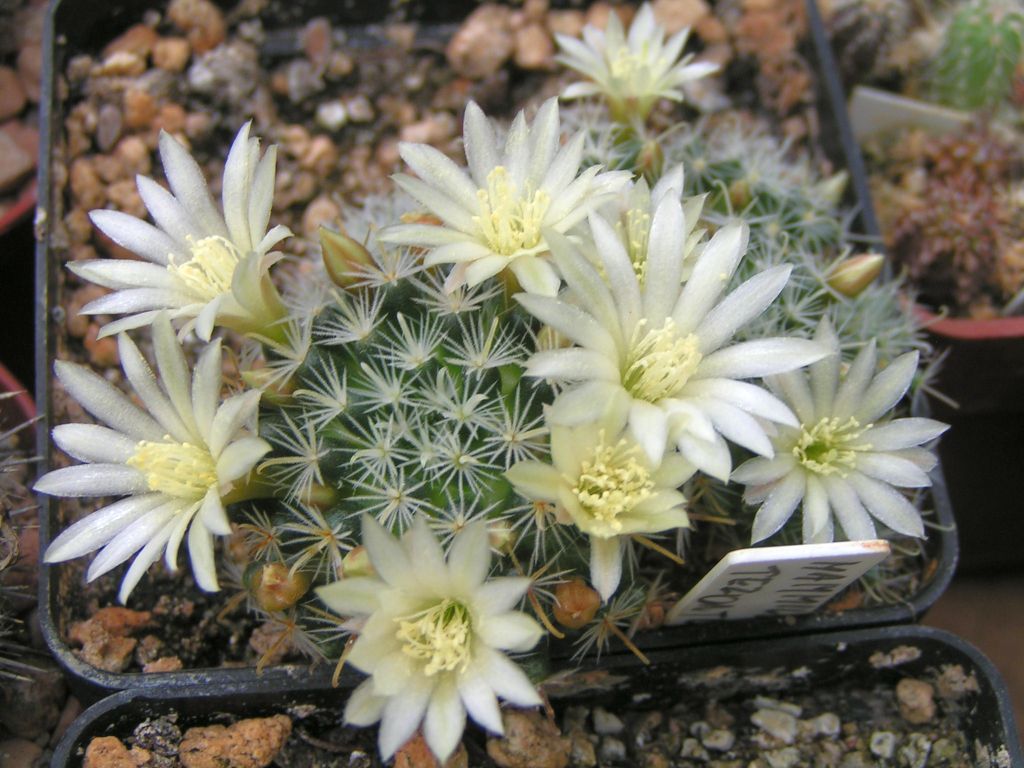 Mammillaria tezontle Koehres